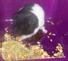 Oreo using her little hands to eat!